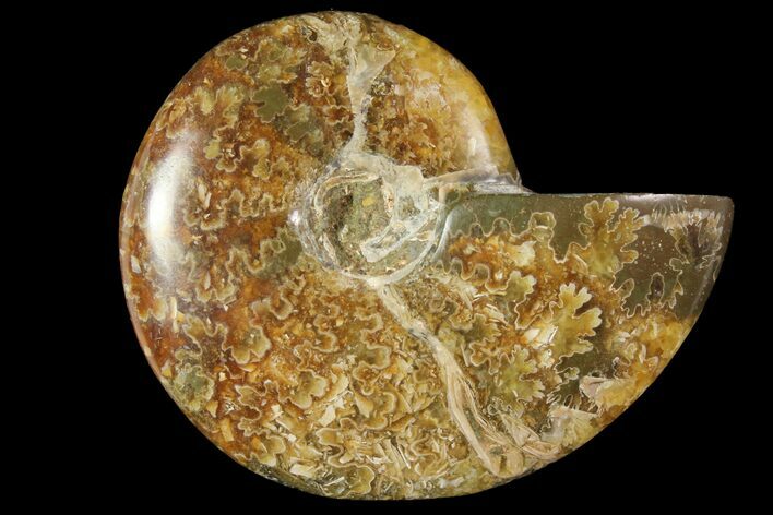 Polished, Agatized Ammonite (Cleoniceras) - Madagascar #119003